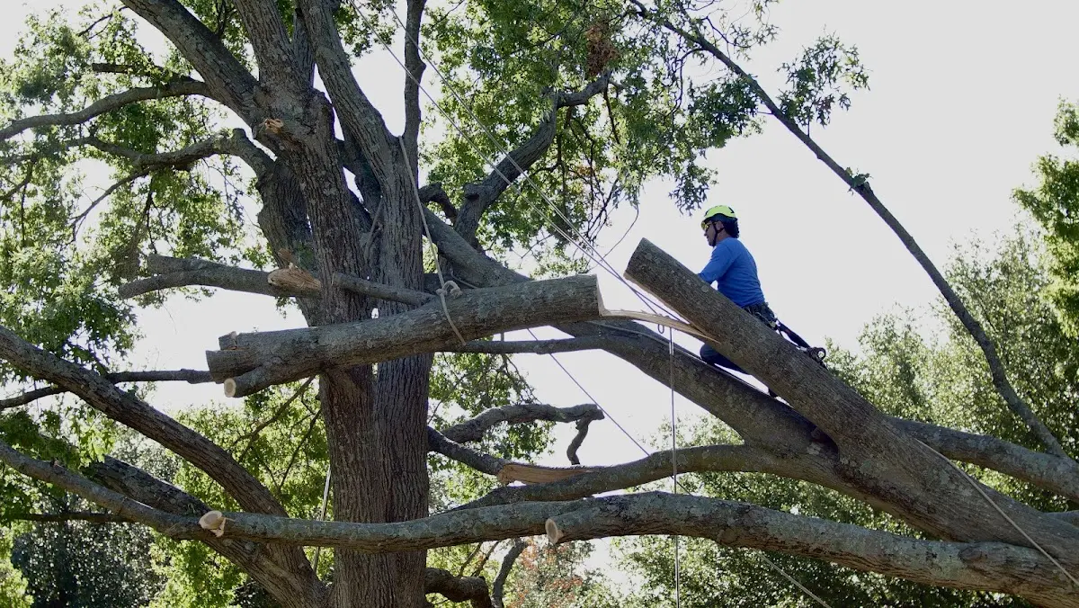 Professional Hazardous Tree Removal performed by certified arborists in Sigel